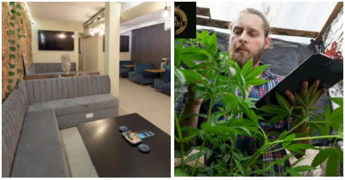 Weed Club Sant Antoni Urgell 15 Blue Dream Cannabis Club